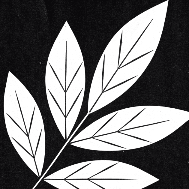 Prune